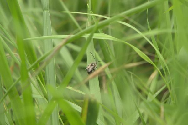 82 espèces d'abeilles sauvages ont été répertoriées en bord d'autoroute.