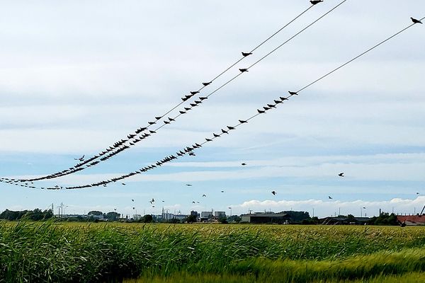 Le temps d'une pause pour les oiseaux (route des Attaques 62)