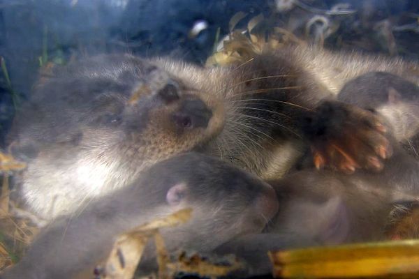 Loutre de bébé images libres de droit, photos de Loutre de bébé