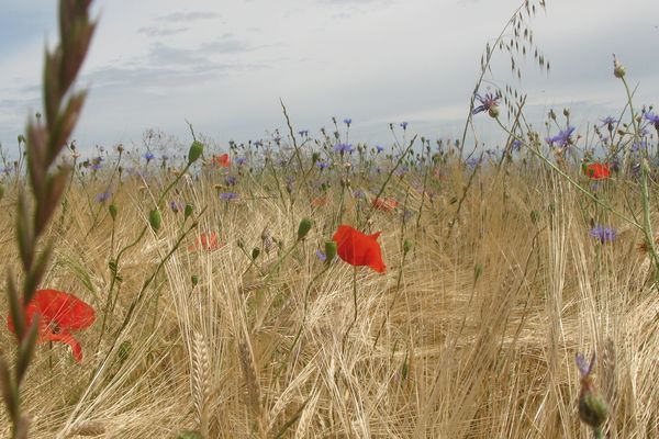 Les allergiques aux graminées ne sont pas à la fête en Pays de la Loire