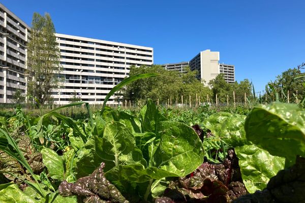 Le potager solidaire a ouvert le 26 juillet dans le quartier de la Reynerie à Toulouse, sur un espace libéré par la démolition du collège Badiou.