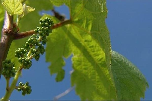 Ces pieds de vignes sont des survivants.