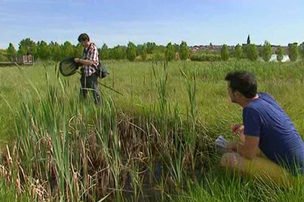 Vincent Legé et Romain Legrand, du conservatoire d'espaces naturels, étudient le marais restauré de Riom. 