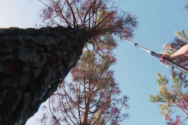 En Gironde, des scientifiques internationaux se livrent à des expérimentations pour imaginer la forêt de demain.