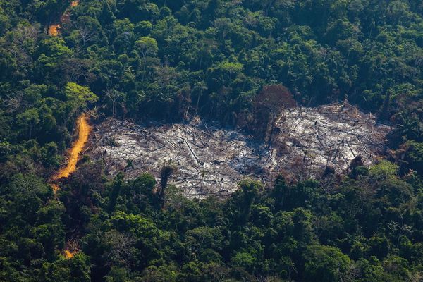 L'effet de la déforestation sur le territoire des Menkragnoti, dans l'Etat du Para. 