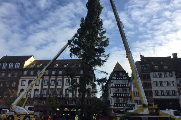 Le levage du grand sapin de Noël, place Kléber à Strasbourg