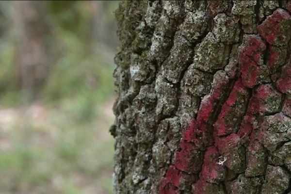 L'Office national des forêts envisage un projet de coupes d'arbres et de reboisement.