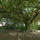 Sous les branches du hêtre remarquable de Bayeux