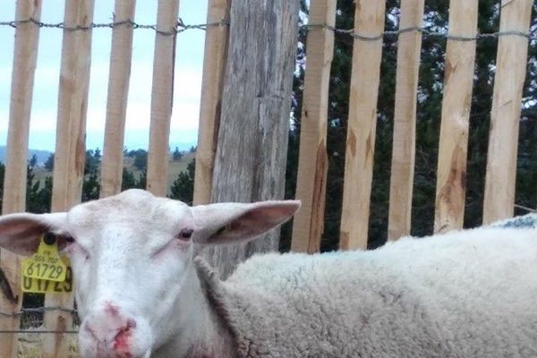 Le bilan de l'attaque de loups de ce jeudi fait état d'une brebis morte et de trois blessées au Mont Lozère, le 17 juillet 2020.