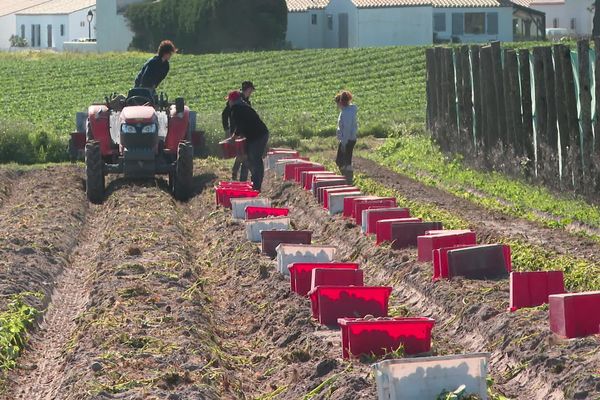 Le ramassage des pommes de terre à Noirmoutier