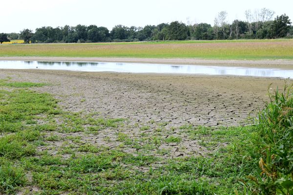 Cet été 2023, les étangs de la Dombes souffrent du manque d'eau (archives juillet 2023)