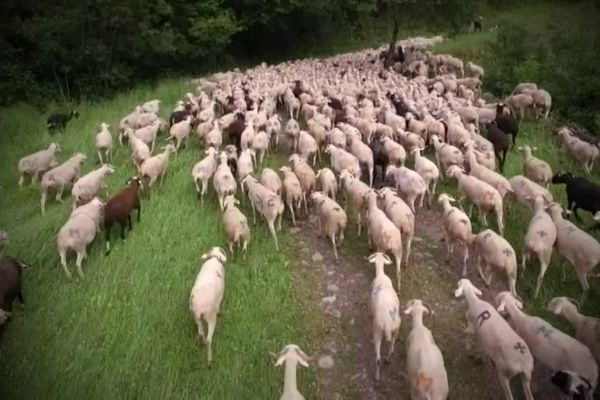 Pour les éleveurs d'Ariège, la saison des estives est celle de tous les dangers avec la présence de l'ours.