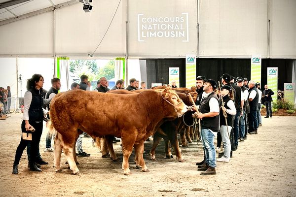 VIDÉO. Agriculture : le Concours national de la race limousine 2024 est une vitrine de prestige pour la filière