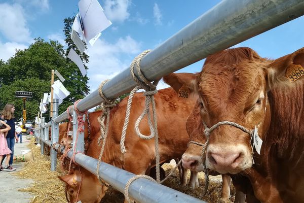 Les éleveurs font grise mine cet été au festival des Limousines.