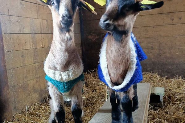 Les chevreaux de Chloé vivent dans un haras dans l'Orne.