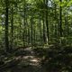 Les forêts du Grand-Est, de la Bourgogne-Franche-Comté et d'Auvergne-Rhône-Alpes sont particulièrement touchées par le dérèglement climatique.