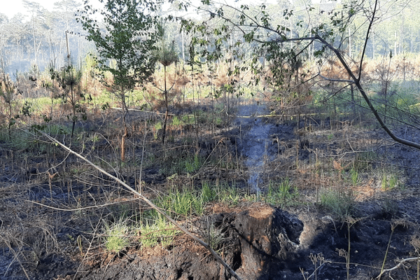 1000m2 de végétation sont partis en fumée dans la forêt de Raismes.