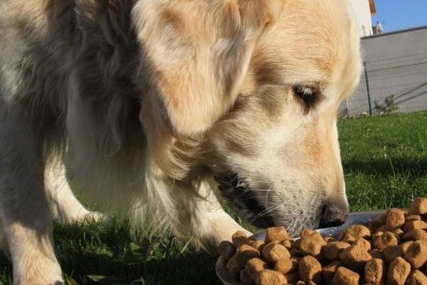 Croquettes pour chien (photo d'illustration)