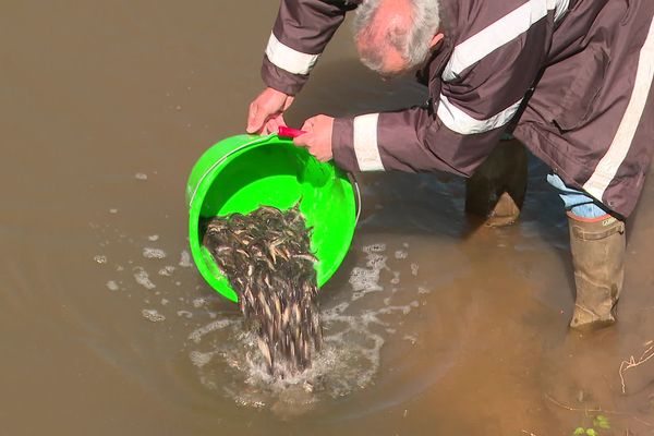 250 kilos d'alevins déposés dans la rivière Longuenais, trois ans après sa pollution