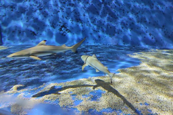 3 requins à pointe noires sont nés à l'aquarium de Lyon le 4 août 2020.