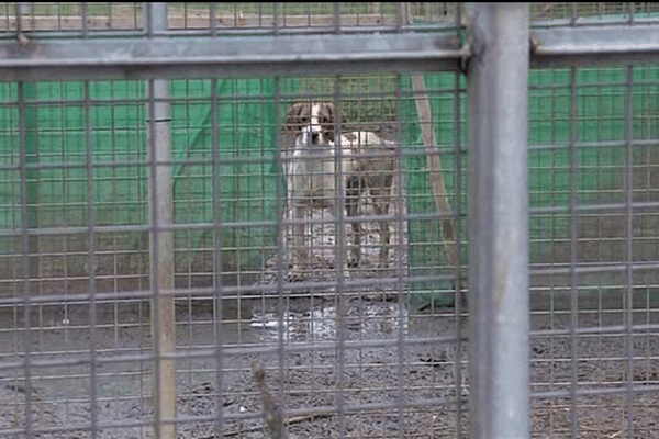 A Ciral et Saint-Frambault, dans l'Orne, les chiens avaient été retrouvés décharnés , dans leurs excréments.