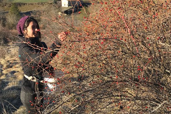 Cueillette sauvage de Cynorhodons dans la Drôme