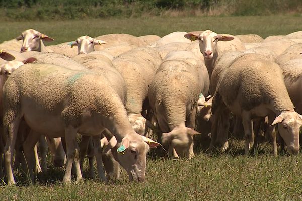 Troupeau de brebis dans le Puy-de-dôme.