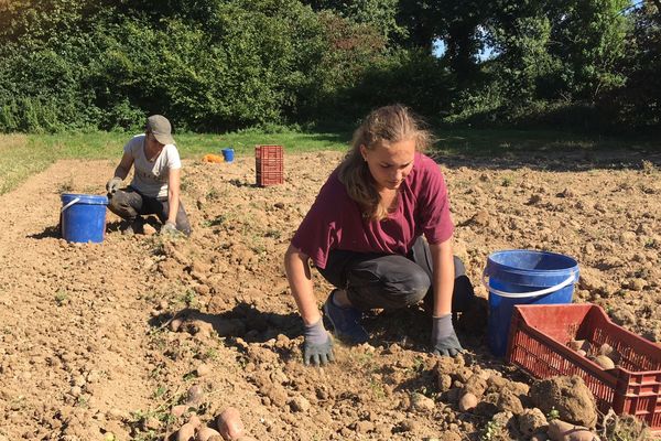 Marine (au 1er plan) et Eloïse ramassent des pommes de terre dans un champ appartenant à Terre de liens et cultivé par Erwann Ravary à Boisgervilly.