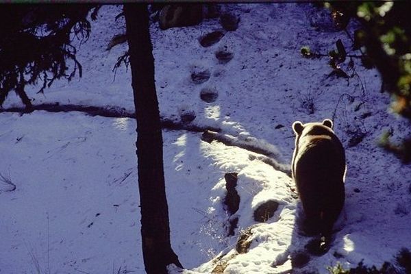 Ours marchant dans la neige