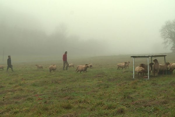 Grâce aux financements de 2200 citoyens, Benjamin Daveaux s'est installé à Fabas dans le Tarn-et-Garonne pour élever des brebis et des poules.