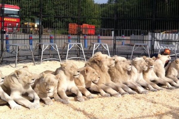 Les lions blancs sont l'un des numéros phares du cirque Pinder.