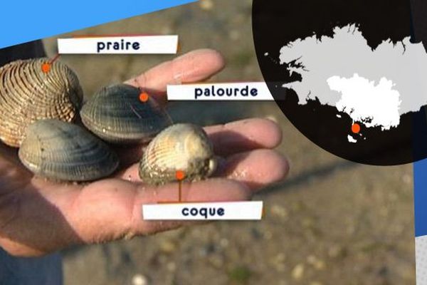 La pêche à pied, le meilleure moyen de débusquer les coquillages