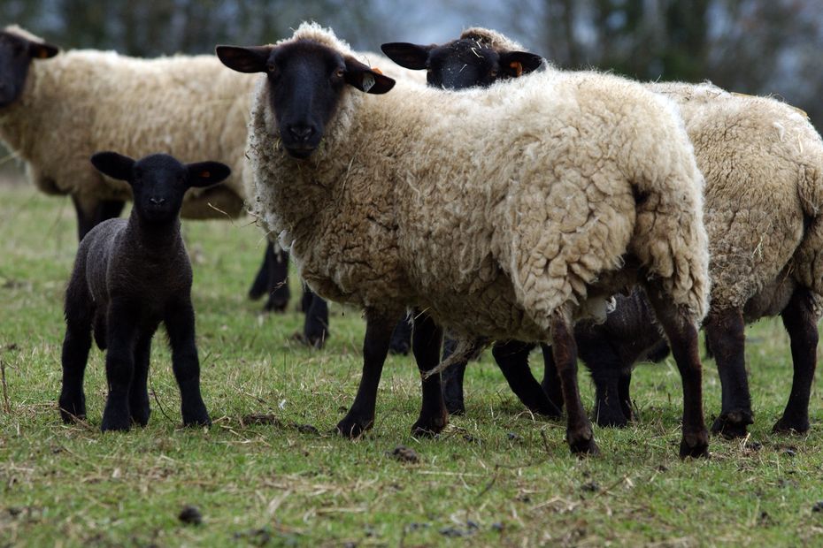 during the summer, shepherds organize itinerant pastures in urban areas