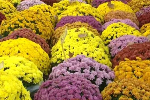 Le chrysanthème est la fleur du souvenir par excellence pour fêter les défunts