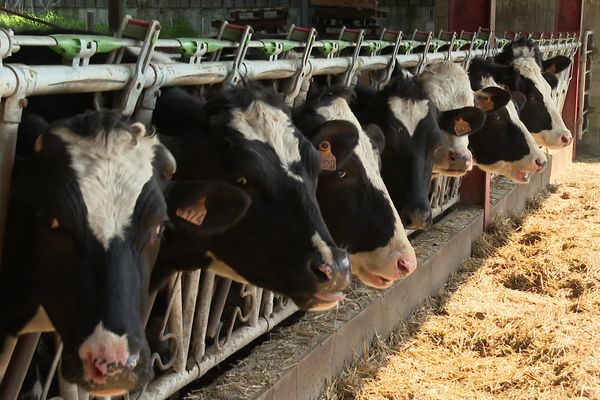 Des vaches laitières dans une exploitation des Landes. L'éleveur cherche un repreneur.