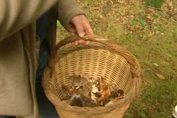 Hier, la récolte au bois de la Bastide à Limoges n'a pas été miraculeuse.