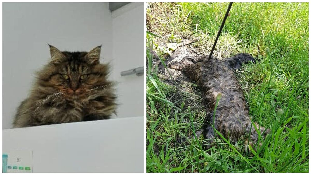 Marck : Noisette, une chatte de 2 ans, retrouvée transpercée par une barre  de fer