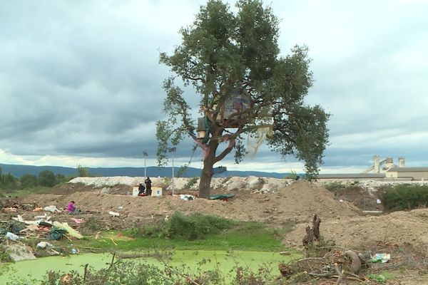 Ce chêne abritait le dernier opposant au chantier de l'autoroute A69. L'arbre a été coupé le 9 septembre 2024.