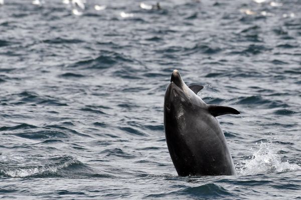 Un dauphin au large des côtes du Morbihan