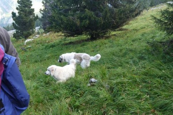 Les deux chiens menaçants