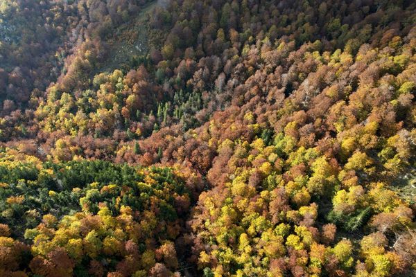 La Corse compte 580.000 hectares de forêt.