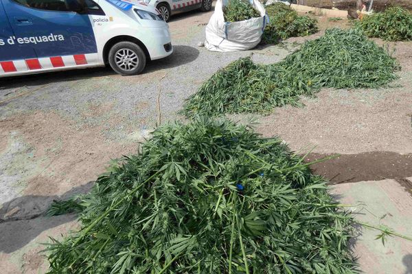 L'opération menée à Valls a permis de saisir 1400 plants de cannabis dont 300 étaient en phase de sèchage.