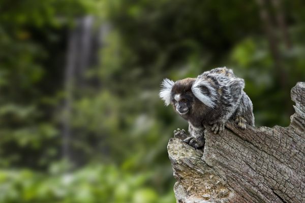 Un ouistiti à pinceaux blancs a été retrouvé dans un appartement à Sérignan mardi 21 mai 2024. Image d'illustration.