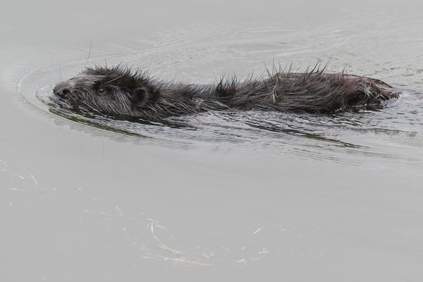 En 15 ans dans le Tarn, le castor d'Europe a colonisé les berges de la rivière sur près de 40 km.