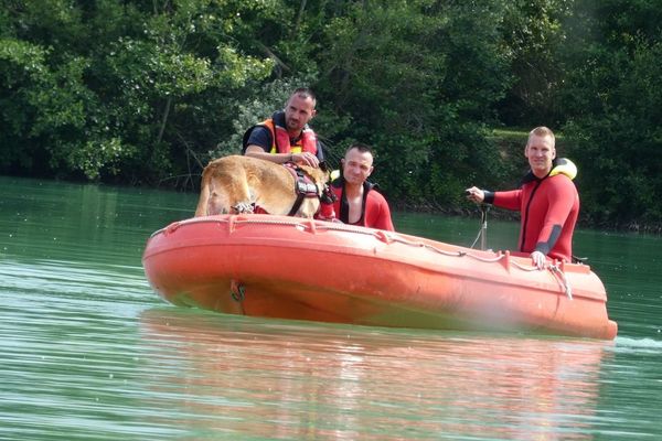 Exercice de sauvetage sur l'étang de Juvigny (Marne). Deux sapeurs-pompiers plongeurs sont épaulés par un pompier maître-chien pour une simulation de noyade.