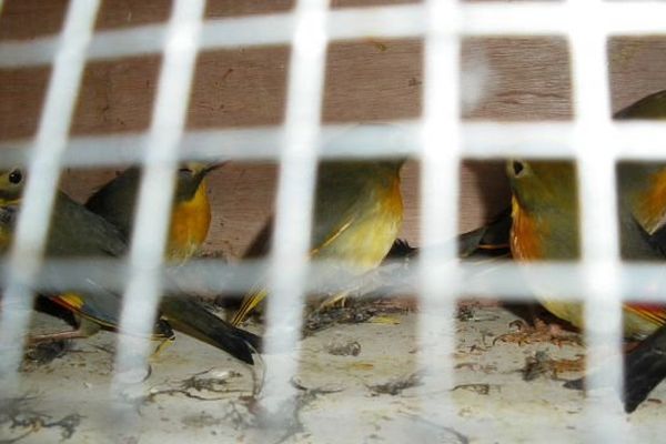 Montpellier - 100 rossignols du Japon (Leiothrix Lutea) protégés par la Convention de Washington, saisis par les douanes - mars 2014