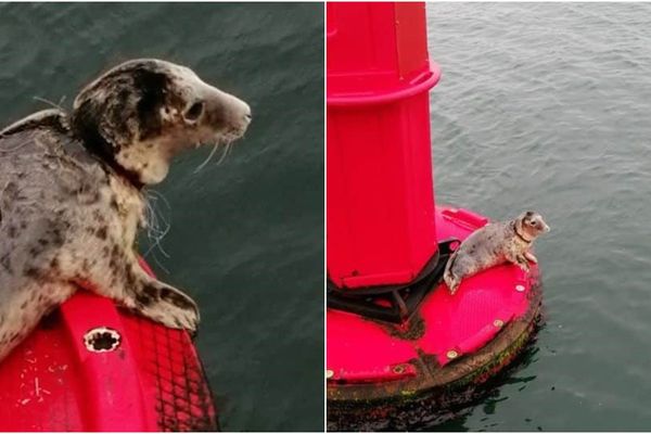 Ce jeune phoque gris a un filet de pêche autour du cou, un danger à terme. Les équipes d'Océanopolis aimeraient pouvoir le prendre en charge.