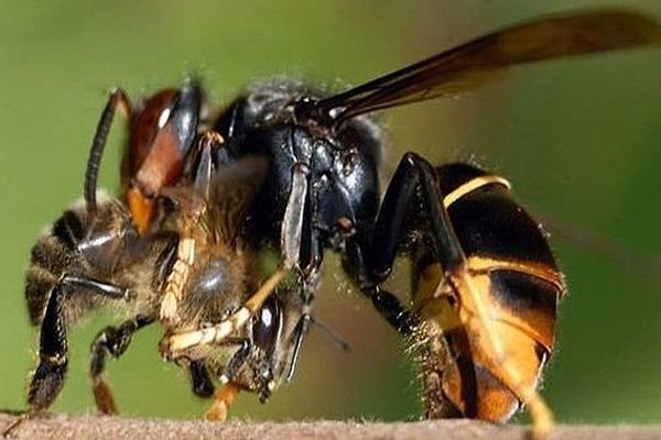 Le frelon asiatique grand prédateur des abbeilles