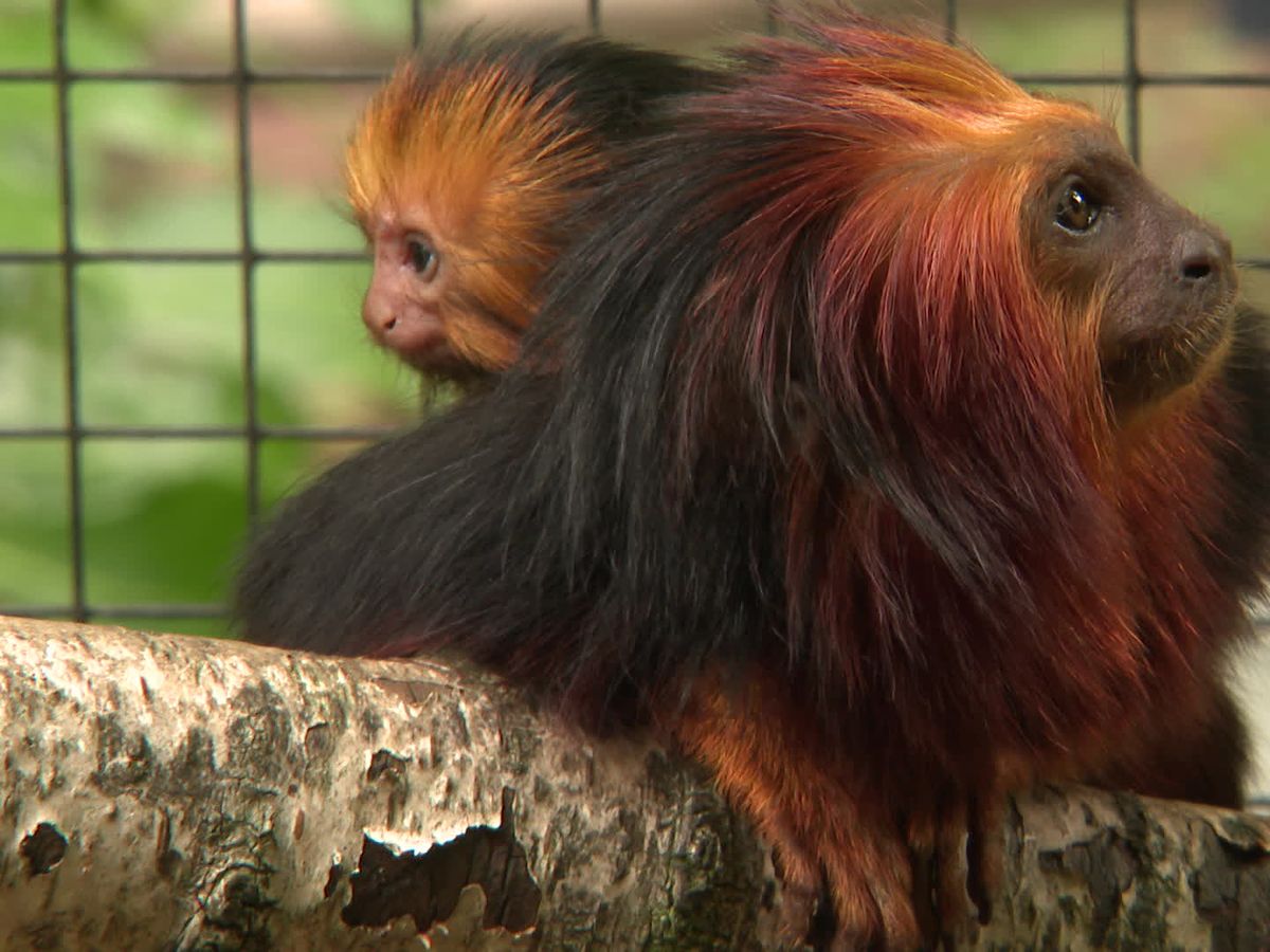 Menace D Extinction Un Tamarin Lion A Tete Doree Nait Au Zoo D Amiens C Est Une Naissance De Plus C Est Bon Signe