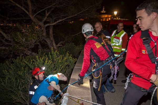 Un Bull terrier a été sauvé par les marins-pompiers de Marseille ce dimanche soir.